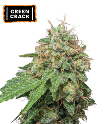 🪴 Green Crack | Autoflower Cannabis Seeds | Shop at Seedstockers UK 🐿️