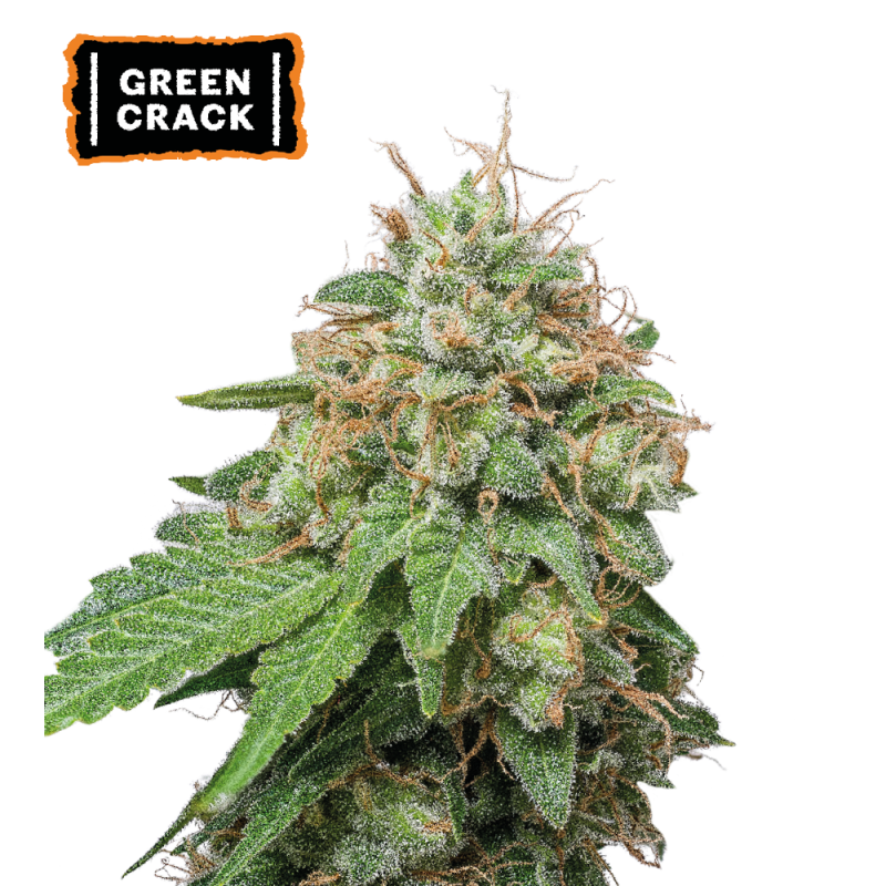 ▷ Buy Green Crack Auto seeds⛰️【Seedstockers Oficial】USA