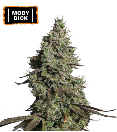 ▷ Buy Moby Dick Auto seeds⛰️【Seedstockers Oficial】CLASSIC