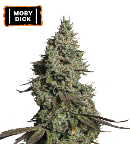 ▷ Buy Moby Dick Auto seeds⛰️【Seedstockers Oficial】CLASSIC