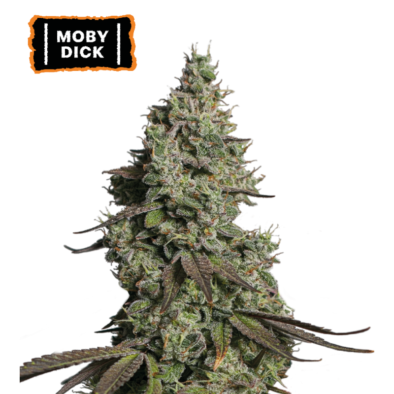 ▷ Buy Moby Dick Auto seeds⛰️【Seedstockers Oficial】CLASSIC