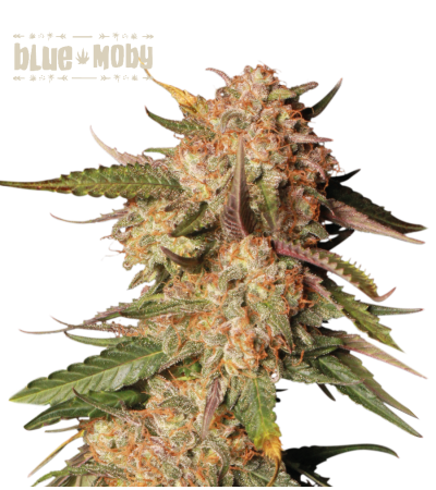 Buy Blue Moby Auto Exclusive Seeds️ - Seedstockers