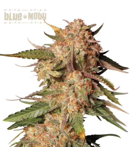 Buy Blue Moby Auto Exclusive Seeds️ - Seedstockers