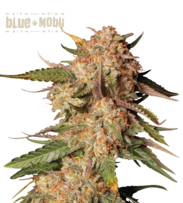 🪴 Blue Moby© | Autoflower Cannabis Seeds | Shop at Seedstockers UK 🐿️