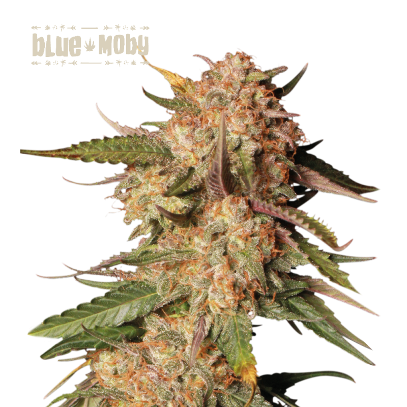 Buy Blue Moby Auto Exclusive Seeds️ - Seedstockers