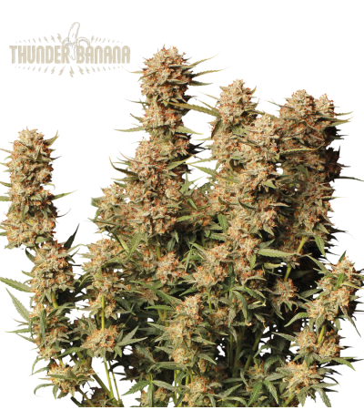 Buy Thunder Banana Auto Exclusive Seeds️ - Seedstockers