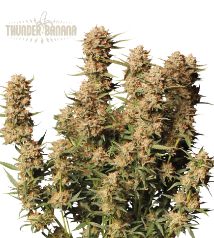 Buy Thunder Banana Auto Exclusive Seeds️ - Seedstockers