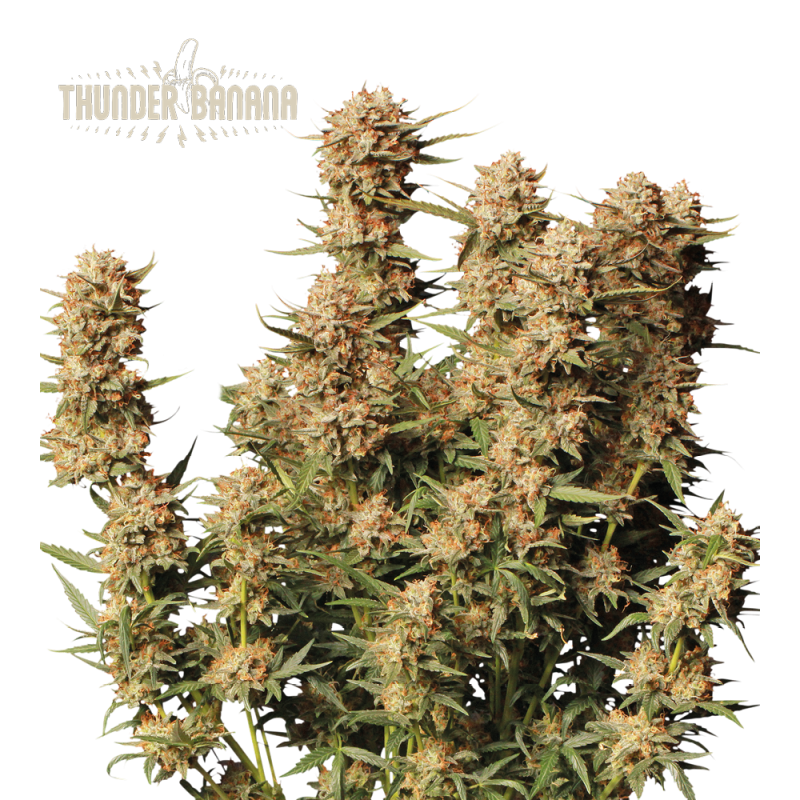 Buy Thunder Banana Auto Exclusive Seeds️ - Seedstockers