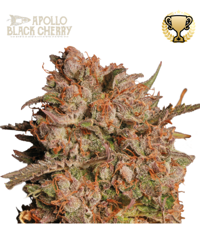 Buy Apollo Black Cherry Auto Exclusive Seeds️ - Seedstockers