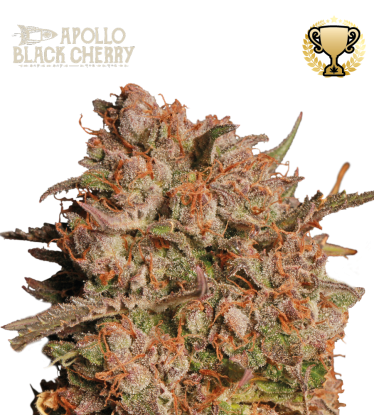 🪴 Apollo Black Cherry© | Autoflower Cannabis Seeds | Shop at Seedstockers UK 🐿️