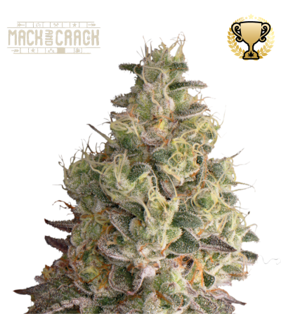 Buy Mack and Crack Auto  exclusive seeds️ - Seedstockers