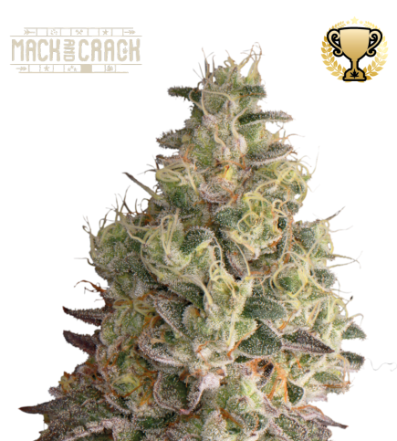 Buy Mack and Crack Auto  exclusive seeds️ - Seedstockers