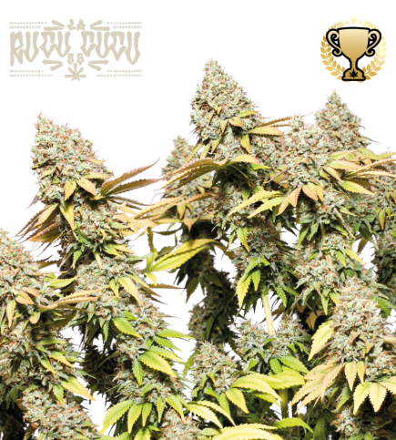 Buy Rucu Cucu OG Auto Exclusive Seed - Seedstockers