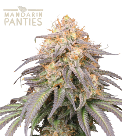 Buy Mandarin Panties Auto Exclusive seeds️ - Seedstockers