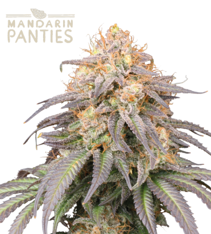 Buy Mandarin Panties Auto Exclusive seeds️ - Seedstockers