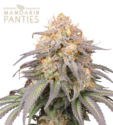 🪴 Mandarin Panties© | Autoflower Cannabis Seeds | Shop at Seedstockers UK 🐿️