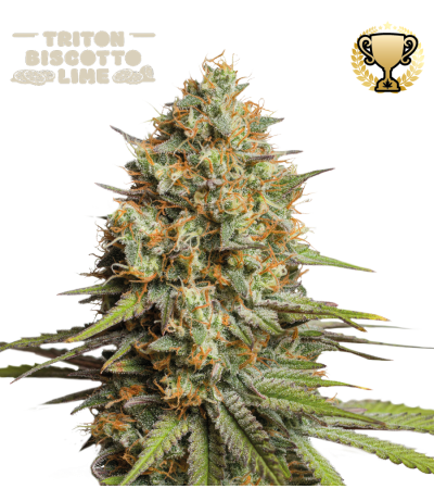 Buy Triton Biscotto Lime Auto Exclusive Seeds - Seedstockers