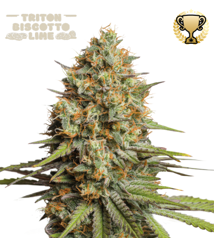 Buy Triton Biscotto Lime Auto Exclusive Seeds - Seedstockers