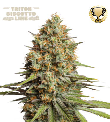 🪴 Triton Biscotto Lime© | Autoflower Cannabis Seeds | Shop at Seedstockers UK 🐿️