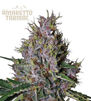 Amaretto Tarmac Autoflower Bud