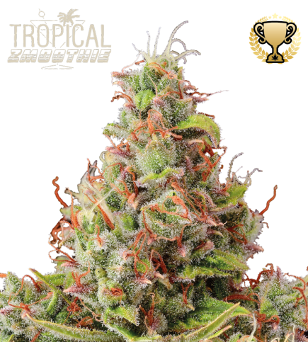 Buy Tropical Zmoothie Autoflowering Seeds online – Seedstockers