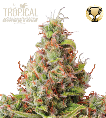 🪴 Tropical Zmoothie© | Autoflower Cannabis Seeds | Shop at Seedstockers UK 🐿️
