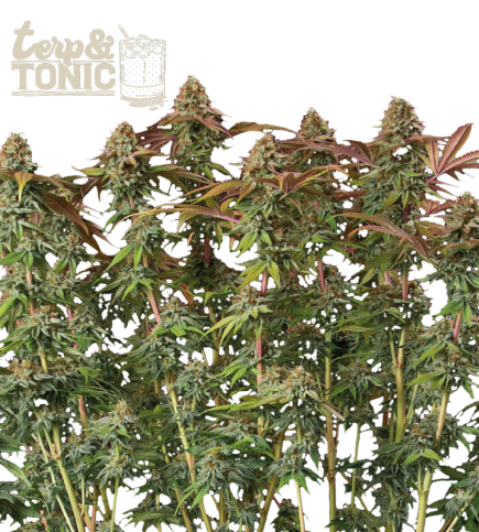 Terp & Tonic Auto seeds at Best Price Online | Seedstockers