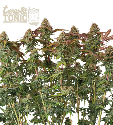 🪴 Terp & Tonic© | Autoflower Cannabis Seeds | Shop at Seedstockers UK 🐿️