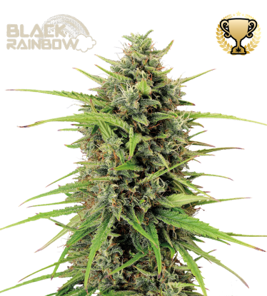 🪴 Black Rainbow© | Autoflower Cannabis Seeds | Shop at Seedstockers UK 🐿️