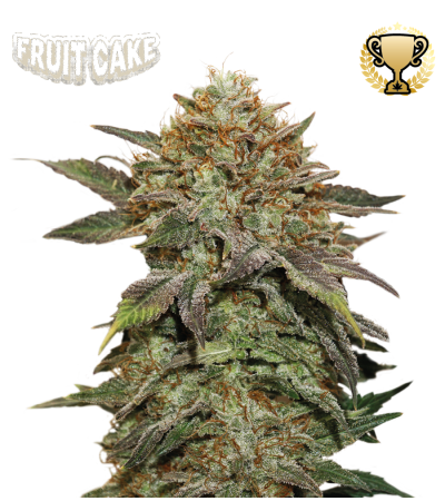 Buy Fruit Cake Fem Exclusive Seeds️ Superior - Seedstockers