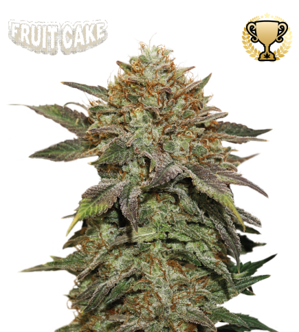 Buy Fruit Cake Fem Exclusive Seeds️ Superior - Seedstockers