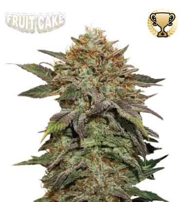 🪴 Fruit Cake© | Feminized Cannabis Seeds | Shop at Seedstockers UK 🐿️