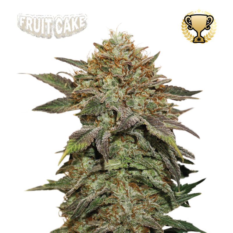 Buy Fruit Cake Fem Exclusive Seeds️ Superior - Seedstockers