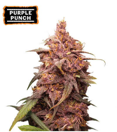 ▷ Buy Purple Punch Fem seeds⛰️【Seedstockers Oficial】USA