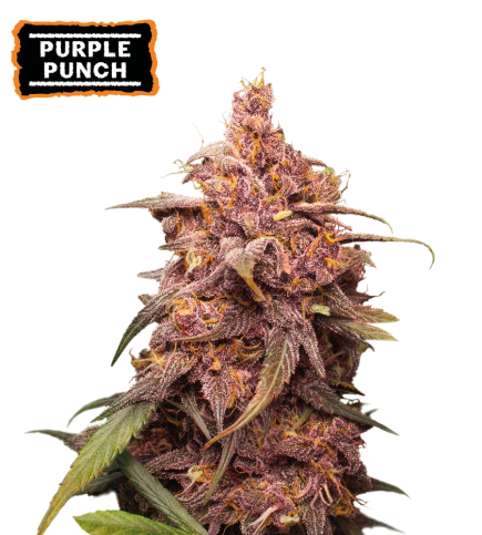 ▷ Buy Purple Punch Fem seeds⛰️【Seedstockers Oficial】USA