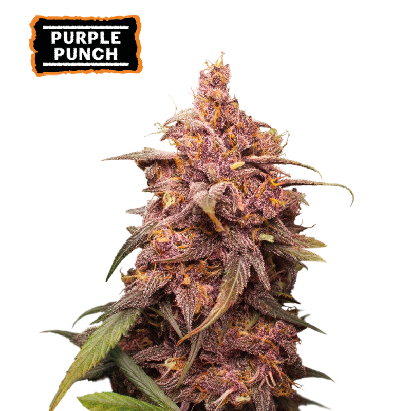 ▷ Buy Purple Punch Fem seeds⛰️【Seedstockers Oficial】USA