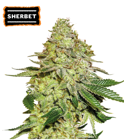 ▷ Buy Sherbet Fem seeds⛰️【Seedstockers Oficial】USA