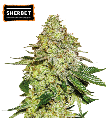 ▷ Buy Sherbet Fem seeds⛰️【Seedstockers Oficial】USA