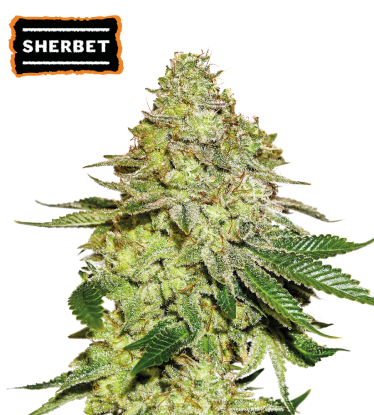 🪴 Sherbet | Feminized Cannabis Seeds | Shop at Seedstockers UK 🐿️