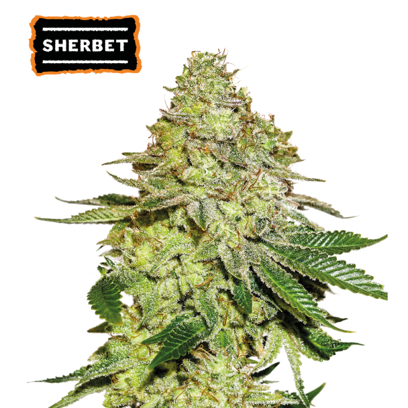 ▷ Buy Sherbet Fem seeds⛰️【Seedstockers Oficial】USA