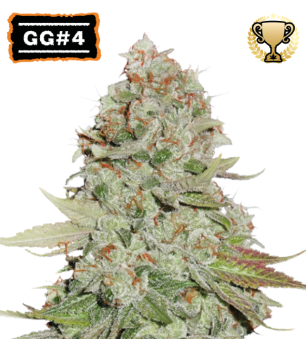 GG#4 Feminised Seeds at the best price - Seedstockers