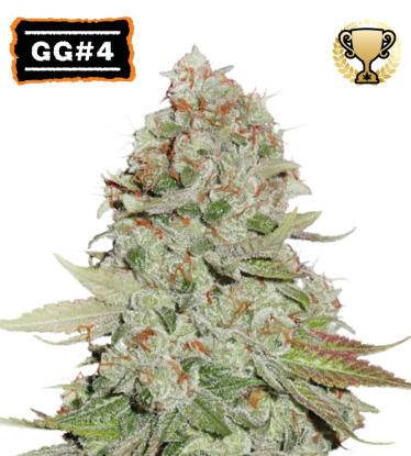 🪴 GG#4 (AKA Gorilla Glue) Feminized Seeds | Shop at Seedstockers UK 🐿️