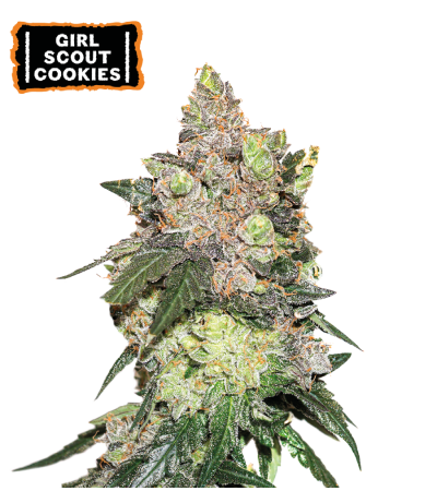 ▷ Buy Girl Scout Cookies Fem seeds⛰️【Seedstockers Oficial】USA