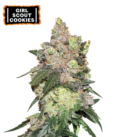 ▷ Buy Girl Scout Cookies Fem seeds⛰️【Seedstockers Oficial】USA