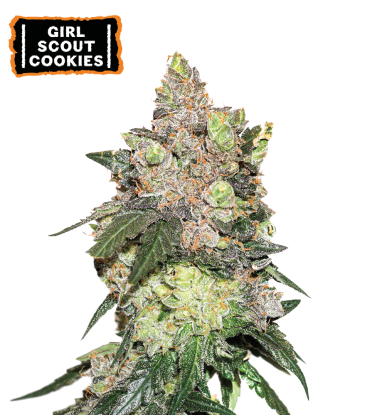 🪴 Girl Scout Cookies | Feminized Cannabis Seeds | Shop at Seedstockers UK 🐿️