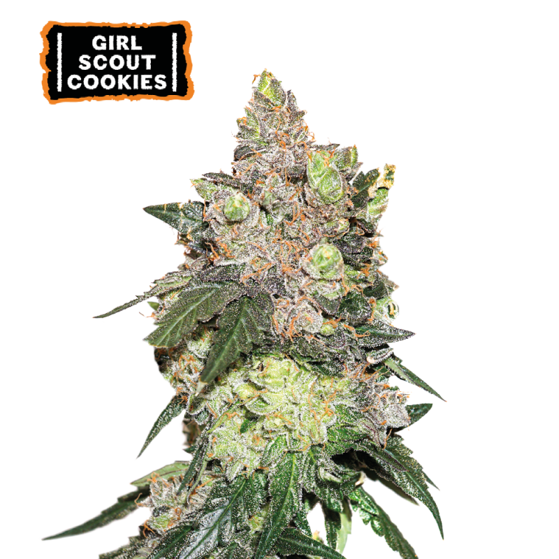 ▷ Buy Girl Scout Cookies Fem seeds⛰️【Seedstockers Oficial】USA