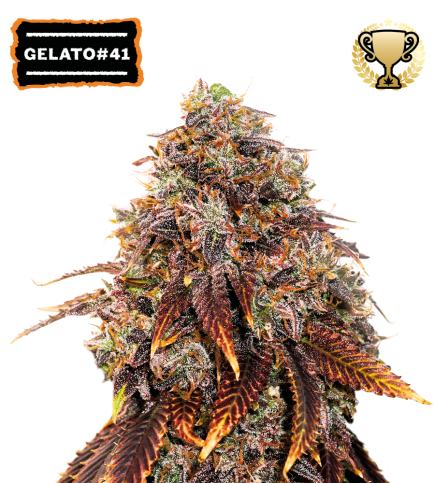 ▷ Buy Gelato 41 Fem seeds⛰️【Seedstockers Oficial】USA