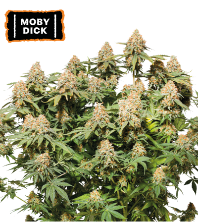 ▷ Buy Moby Dick Fem seeds⛰️【Seedstockers Oficial】CLASSIC