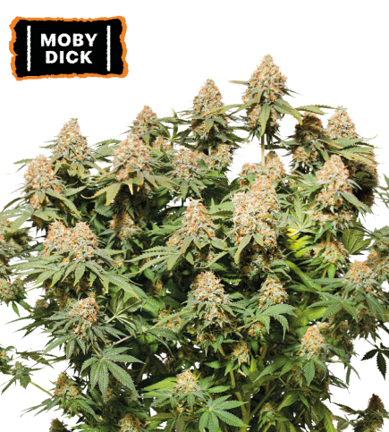 ▷ Buy Moby Dick Fem seeds⛰️【Seedstockers Oficial】CLASSIC