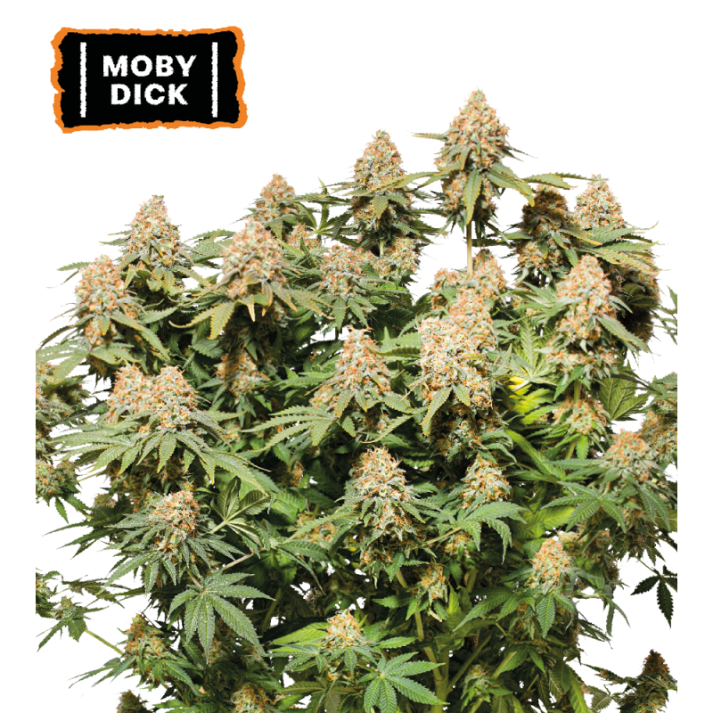 ▷ Buy Moby Dick Fem seeds⛰️【Seedstockers Oficial】CLASSIC